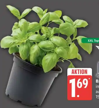 Marktkauf Basil plant Angebot