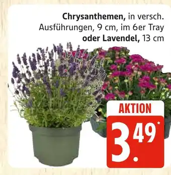 Marktkauf Chrysanthemen Angebot