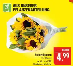 Marktkauf Sonnenblumen Angebot
