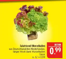 Marktkauf Salatrio mit wurzelballen Angebot
