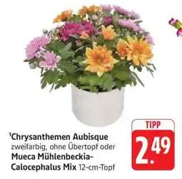 Edeka Chrysanthemen Aubisque oder Mueca Mühlenbeckia-Calocephalus Mix Angebot