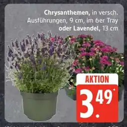 Edeka Chrysanthemen oder Lavendel Angebot