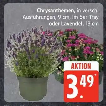 Edeka Chrysanthemen oder Lavendel Angebot