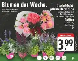Edeka Stacheldrahtpflanze Herbst Trio oder Dahlien Angebot