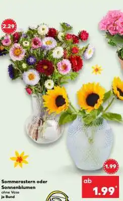 Kaufland Sommerastern oder Sonnenblumen Angebot