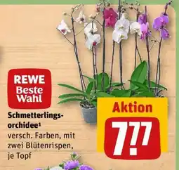 REWE Schmetterlingsorchidee Angebot