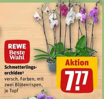 REWE Schmetterlingsorchidee Angebot