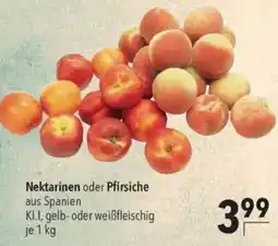 CITTI Markt Nektarinen oder Pfirsiche Angebot