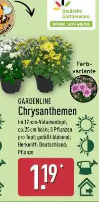 Aldi Nord GARDENLINE Chrysanthemen Angebot