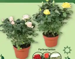 Aldi Nord Gardenline Topfrose Angebot