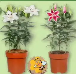 Aldi Nord Gardenline Orientalische Lilien Angebot