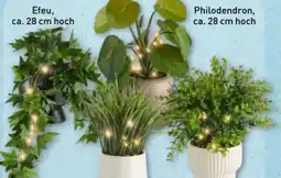 Aldi Nord Home Creation LED-Kunstpflanze Angebot