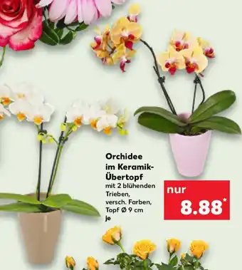 Kaufland Orchidee im Keramik Übertopf Angebot
