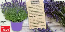 Kaufland Lavendel Busch Angebot