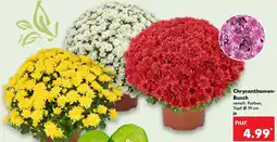 Kaufland Chrysanthemen Busch Angebot