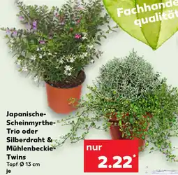 Kaufland Japanische Scheinmyrthe Trio oder Silberdraht & Mühlenbeckie Twins Angebot