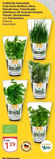 Globus Globus bio kräutertopf basilikum Angebot