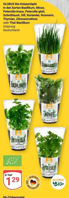 Globus Globus bio kräutertopf basilikum Angebot