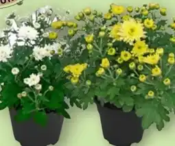 Aldi Nord Gardenline Chrysanthemenschale Angebot
