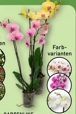Aldi Nord Gardenline Phalaenopsis Angebot