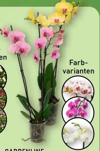 Aldi Nord Gardenline Phalaenopsis Angebot