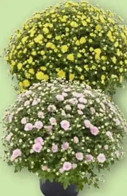 Aldi Nord Gardenline Chrysanthemen-Busch Angebot