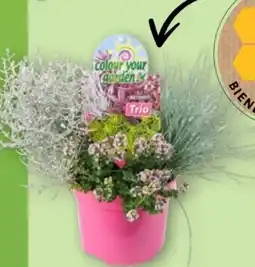 Aldi Nord Gardenline Herbstpflanzen-Trio Angebot