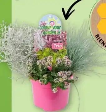 Aldi Nord Gardenline Herbstpflanzen-Trio Angebot