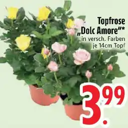 Edeka Topfrose ,,Dolc Amore" Angebot