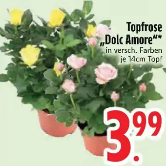 Edeka Topfrose ,,Dolc Amore" Angebot