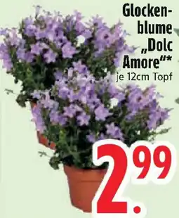 Edeka Glockenblume ,,Dolc Amore" Angebot