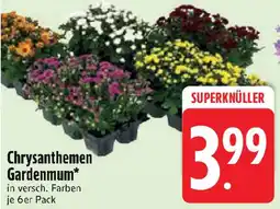 Edeka Chrysanthemen Gardenmum Angebot