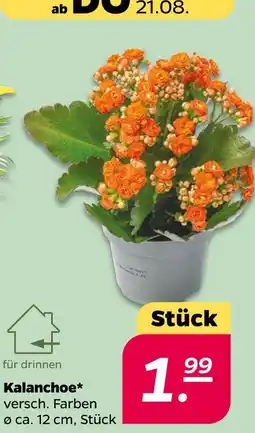 NETTO Kalanchoe Angebot