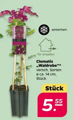 NETTO Clematis clematis 'waldrebe' Angebot