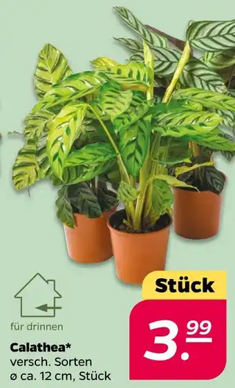 NETTO Calathea Angebot