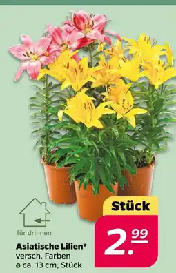 NETTO Asiatische lilien Angebot