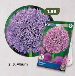 NETTO Blumenzwiebeln herbst Angebot