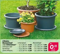 NETTO Cilindro blumentopf Angebot