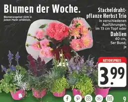 E-Center Stacheldrahtpflanze herbst trio Angebot