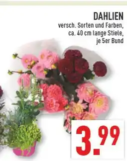Marktkauf Dahlien Angebot