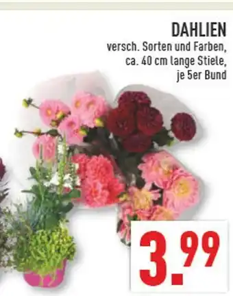 Marktkauf Dahlien Angebot