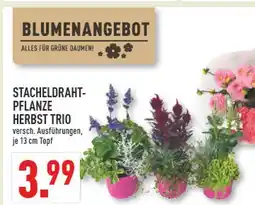 Marktkauf Stacheldrahtpflanze herbst trio Angebot