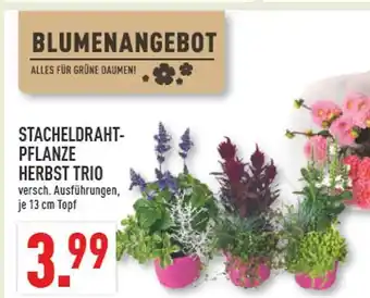Marktkauf Stacheldrahtpflanze herbst trio Angebot