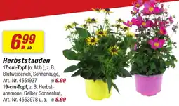 toom Baumarkt Herbststauden Angebot