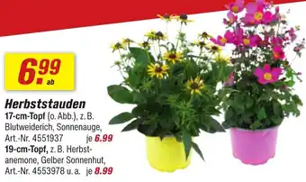 toom Baumarkt Herbststauden Angebot
