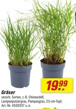toom Baumarkt Gräser Angebot
