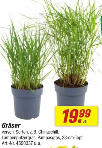toom Baumarkt Gräser Angebot