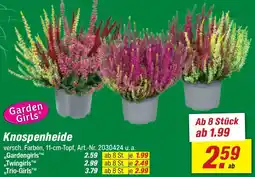 toom Baumarkt Garden Girls Knospenheide Angebot