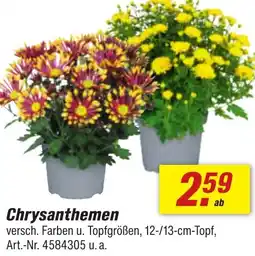 toom Baumarkt Chrysanthemen Angebot