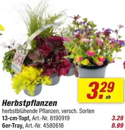toom Baumarkt Herbstpflanzen Angebot